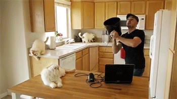 sizvideos:  CatzookaVideo