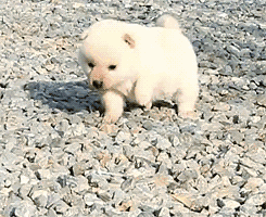 princessshibe:  cream shiba cuteness tho 