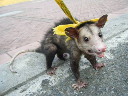 opossummypossum:This sweet girl got tied up and beaten and left for death until two men found her an