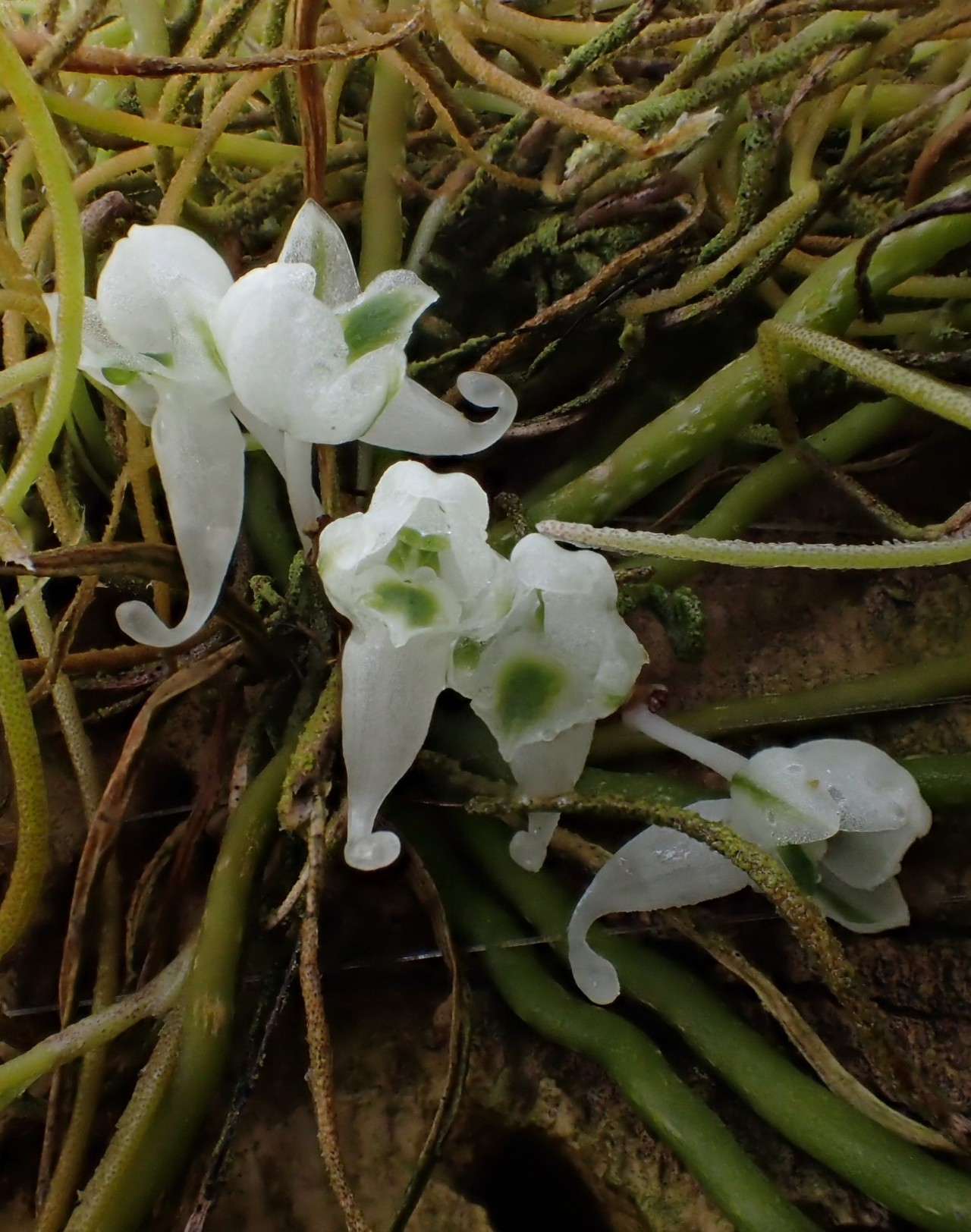 orchid-a-day:  Microcoelia bulbocalcarataDecember 24, 2016