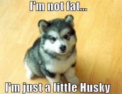 6ksfashion:  Husky 