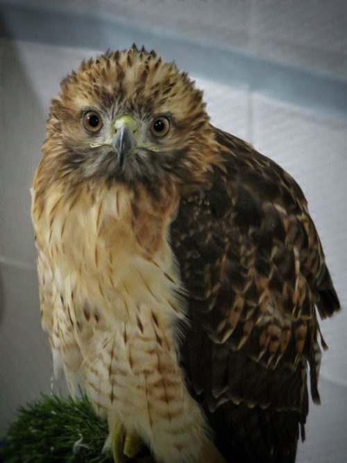 chasingthehawk: All his derpy splendor… I just can’t take him seriously when I turn aro