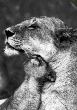 Cuddlin’ With Mom (Lioness With Her Cub)