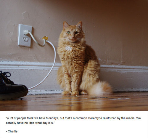 boredpanda:  Cats’ Deepest Secrets Revealed On Felines Of New York  