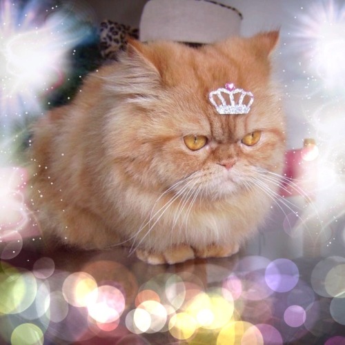 mel-cat: Happy New Year to all my dear followers and friends. From Mel the Cat ( in princess costume