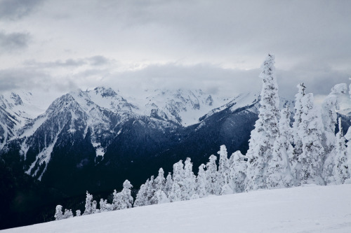 triguy3:  theoceanrolls:  Rime Ice on the Subalpine Forest of Hurricane Ridge (by Lee Rentz)  TumbleOn) 