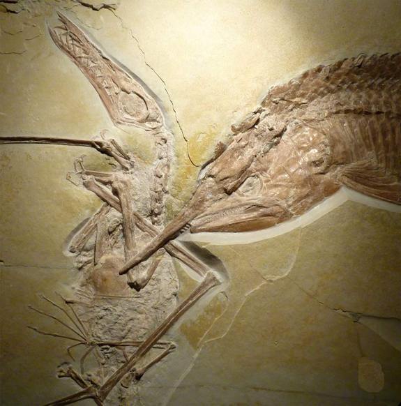 miggrator:  wigmund:fossilporn:An ancient armored fish was fossilized in the act