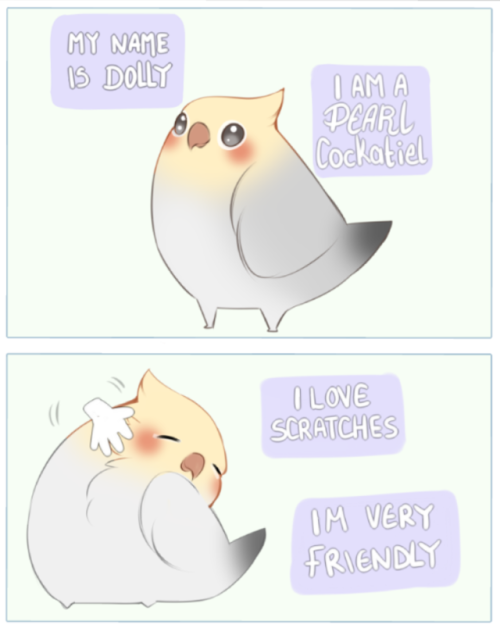 junelets: Meet Dolly, my majestic pearl cockatiel. I actually have a load of really dumb comics like this about them oops. I’ll throw them up if people like them. 