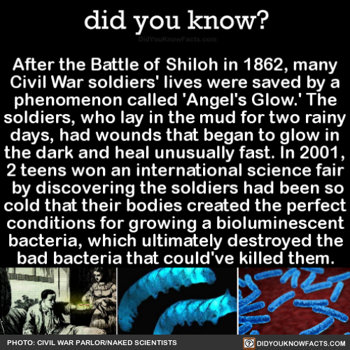 did-you-kno:
“After the Battle of Shiloh in 1862, many Civil War soldiers’ lives were saved by a phenomenon called ‘Angel’s Glow.’ The soldiers, who lay in the mud for two rainy days, had wounds that began to glow in the dark and heal unusually fast....