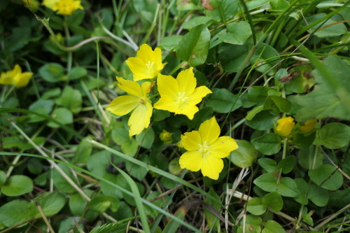 Lysimachia nummularia — moneywort a.k.a. creeping jenny