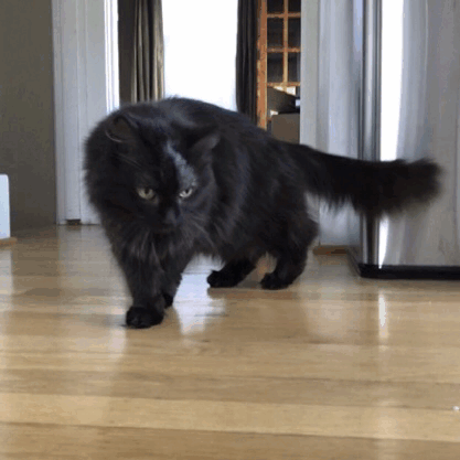tubbymctubbtubbs:Truffle!