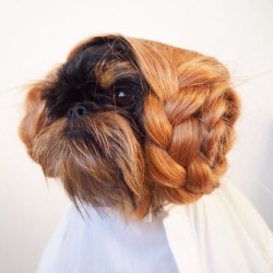 starwars:  To us, this dog is royalty.