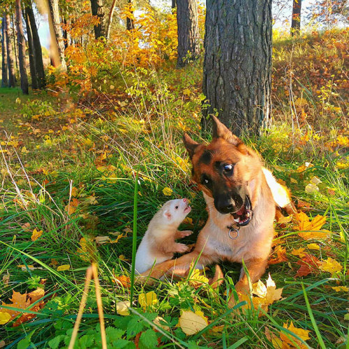 awesome-picz:   Meet Nova The German Shepherd And Pacco The Ferret, That Are The Unlikeliest Of Best Buds .