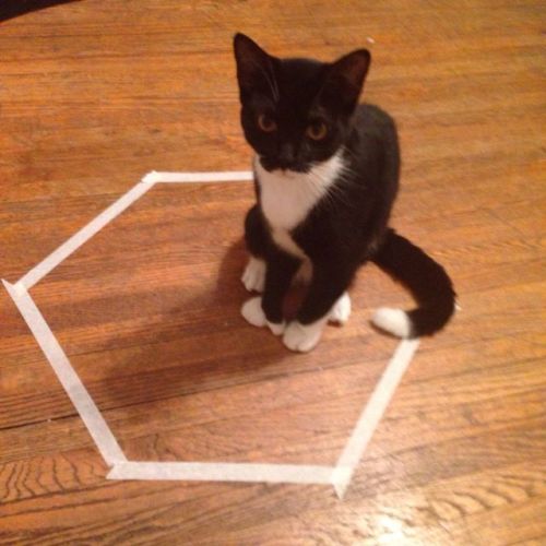 icecoldfrost: catsbeaversandducks:   Cat Circles, the amazing phenomenon in which a cat will deliberately sit in a circle on the floor. Photos via Reddit   Proof cats are demons that get caught it salt circles and other arcanrianananana 