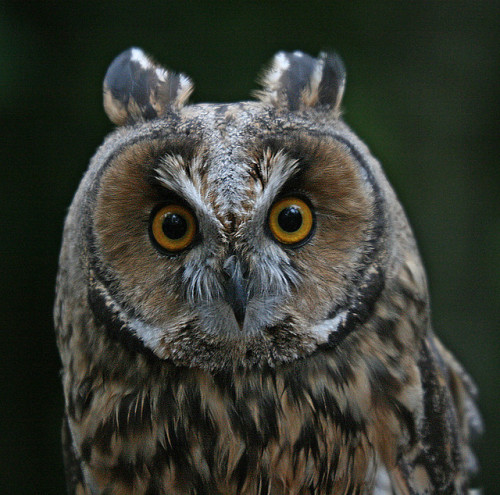 owlsstuff:More irresistible owls here: http://ift.tt/JQ5da3 Photo source (http://ift.tt/1xru6fk)