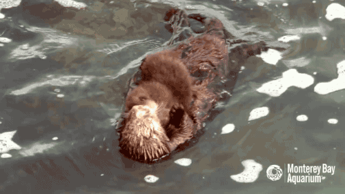 gifsboom:  Mom and Newborn Baby Otter Get to Know Each Other at Monterey Bay Aquarium.