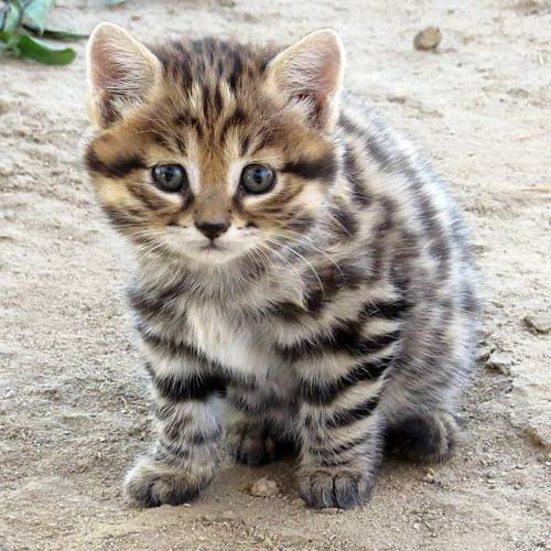 rhamphotheca:The little male African black-footed cat kitten (Felis nigripes), at the EFBC’s Feline 