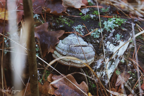 lindagoesmushrooming