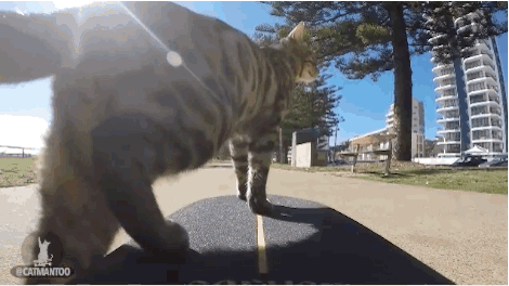 theverge:  These cats are so much cooler than the dogs they hang out with, it’s