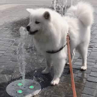 Bi Dog (Tamed Wolf) 