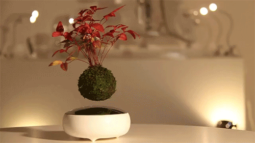 itscolossal:Air Bonsai: Levitating Magnetic Bonsai Trees by Hoshinchu