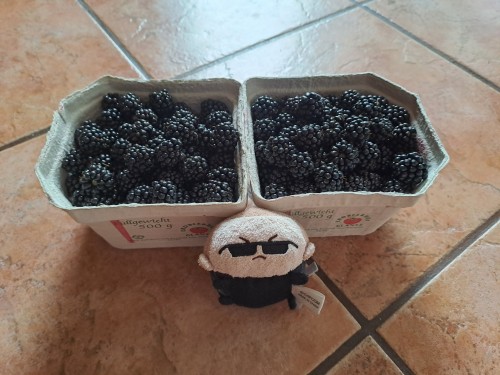 Picking Blackberries With Albert