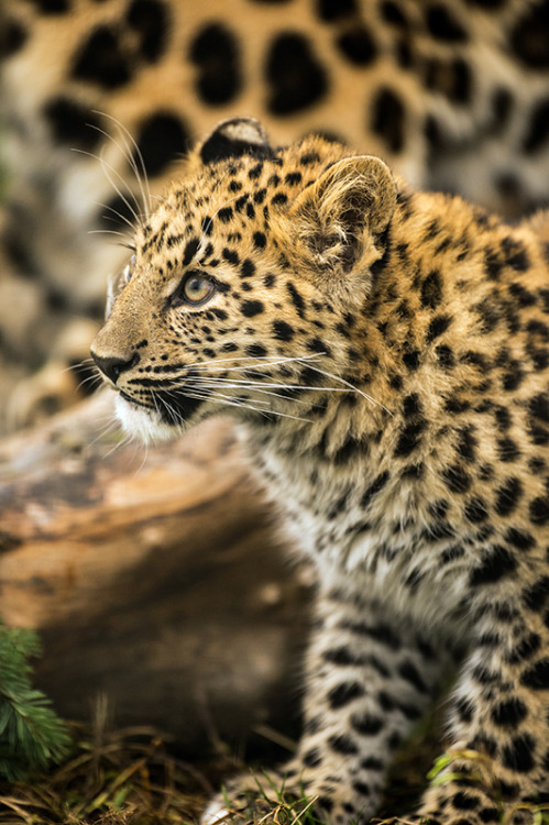 anythingfeline: Amur Leopard Cub by Dave Hunt Photography