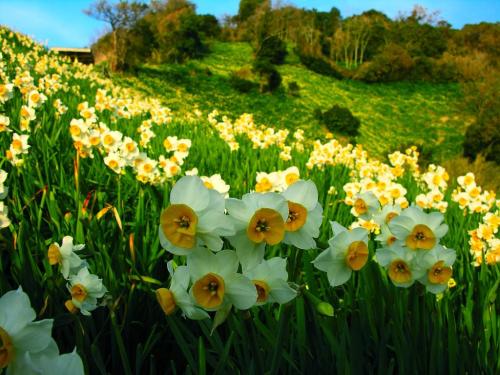 victoriousvocabulary: DAFFADOWNDILLY [noun] an archaic and poetic variation for daffodil, a yellow o