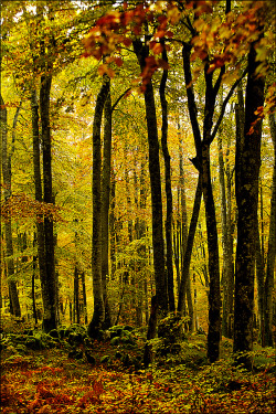 wowtastic-nature:  The forest by  Ramon Monegal