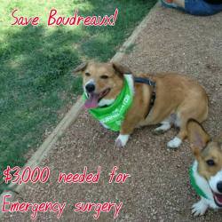 gatsbyadventures:  sherlock-thecorgi:  https://www.indiegogo.com/projects/our-fur-baby-boudreaux-needs-surgery-today-help