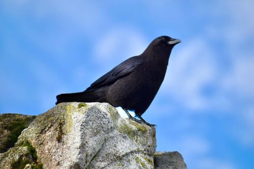 I love crows! They’re funny when they hop around and I’ve heard they like to bring gifts to people s