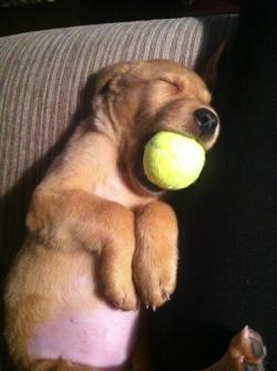 awwww-cute:  He fell asleep with the ball