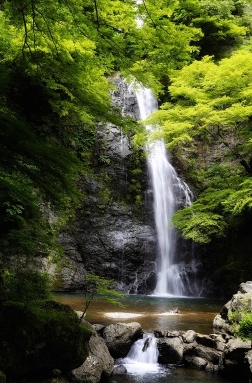 Early summer greens at Minoh Waterfalls, Osaka.