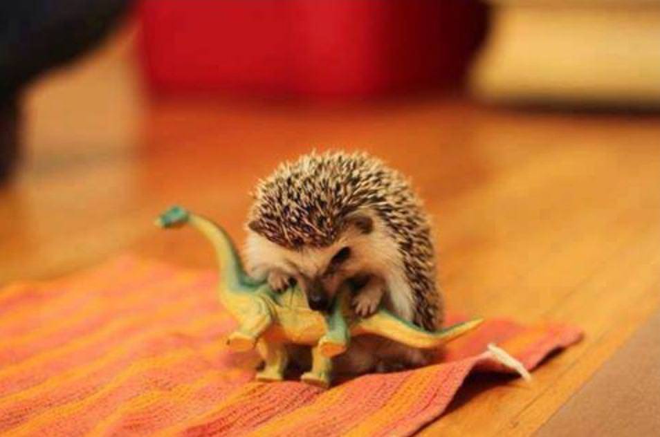 yourjodeanfaceblog: awwww-cute: New evidence shows small rodent like mammals not