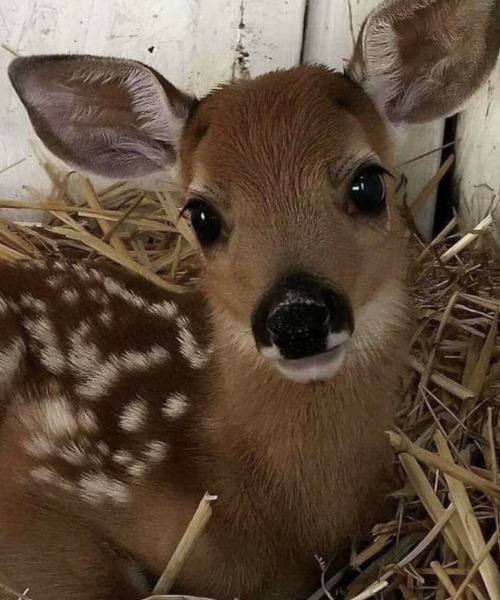 . Fawn!reader.
