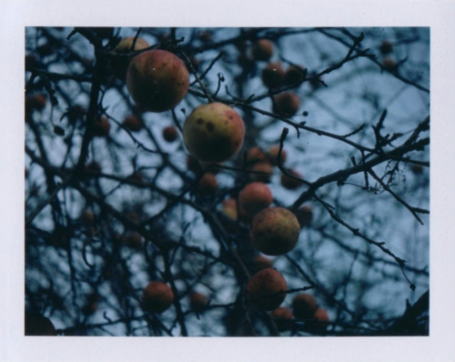 nathanallardart:Polaroid Apple Triptychwww.nathanallardart.com/polaroidsFollow me on Facebook and In