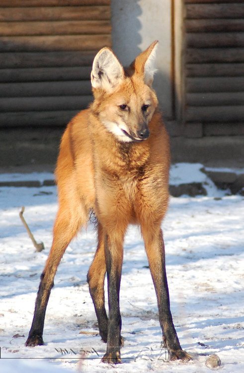 diary-of-a-daddy:  jupiterexe:  vivelagiygas:  I don’t understand why Maned Wolves aren’t more popular on tumblr, I mean look at themThey’re likefoxes on stilts.  they’re absolutely precious and totally fucking ridiculousin every way   this is