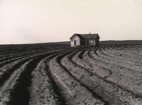 last-picture-show: Dorothea Lange, Tractored Out, Childress County, Texas, 1938