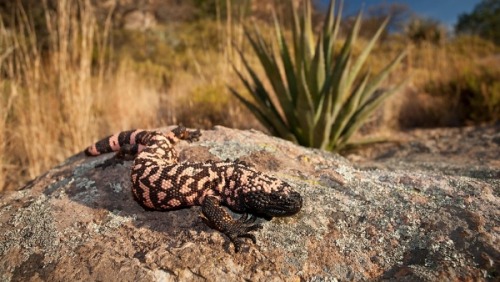 maddaddy316: Gila Monster. Eating Cottontail Rabbit.