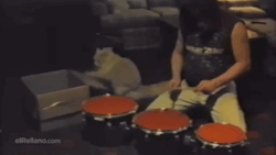 cineraria:  Cat playing percussions - YouTube
