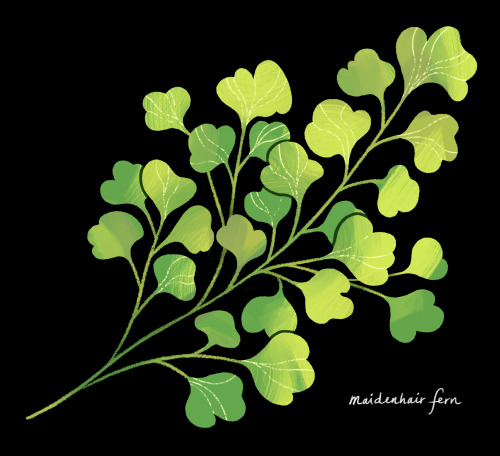 emstantinople:maidenhair fern