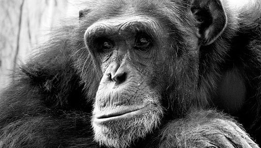 Do animals mourn their dead?
There’s a growing field of evidence that humans aren’t the only ones who grieve.