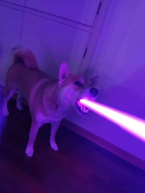 shibainuoverload:Coco biting on a toy lightsaber, looks like he’s shooting his laser beam