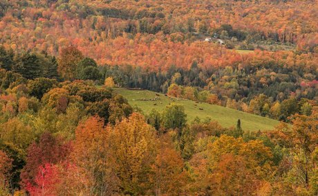 bookofoctober:  “Scottish Highland Longhairs” by Linda Baird-White (Plainfield, VT)