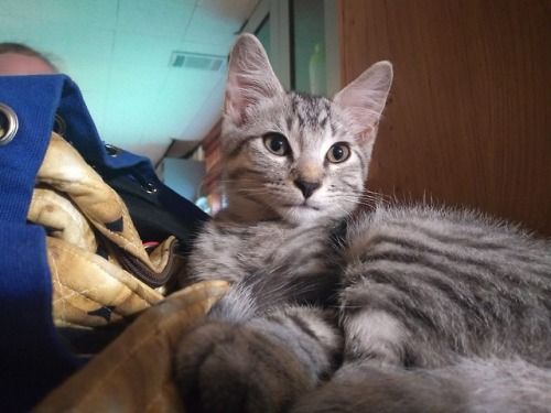 Hey Yall I Have To Take Two Of My Cats, Dwayne And Pebble, In To The Vet Today, One For His Regular Shots