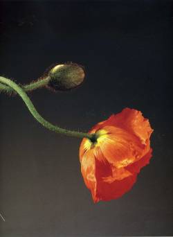 themapplethorpe:  Poppy, 1988 