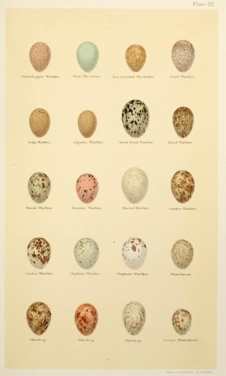 Illustrations taken from ‘Coloured Figures of the Eggs of British Birds’ by Henry Seebohm, Richard B