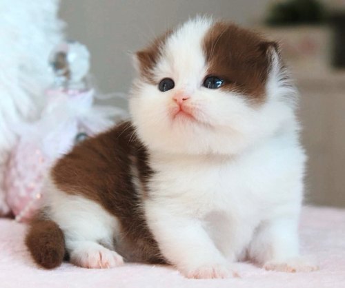 Cute British Shorthair Babies! :3@mostlycatsmostly, just look at them ^_^