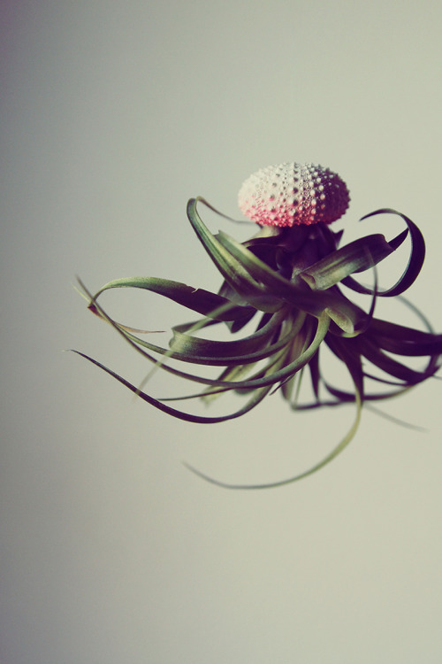 steampunktendencies:    Air Plant Jellyfish by PetitBeast