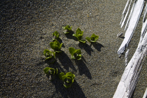Arenaria peploides - Seabeach Sandwort 